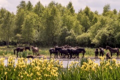 IMG_1032-Verbeterd-NR-kopie