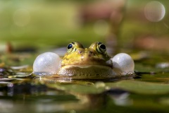 IMG_4061a-Verbeterd-NR-kopie