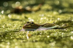 IMG_4067-Verbeterd-NR-kopie