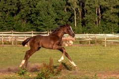 IMG_5314-Verbeterd-NR-kopie