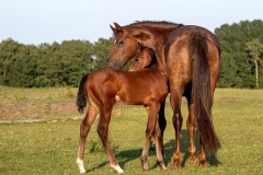 IMG_5438-Verbeterd-NR-kopie