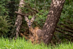 IMG_6083-Verbeterd-NR-kopie