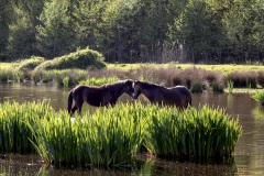 IMG_9360-Verbeterd-NR-kopie