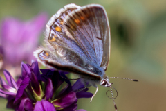 Vlinder Icarusblauwtje Polyommatus Icarus IMG_0796