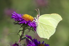 Vlinder Citroenvlinder Gonepteryx rhamni IMG_2075