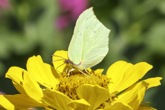 Vlinder Citroenvlinder Gonepteryx rhamniIMG_3229