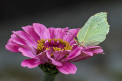 Vlinder Citroenvlinder Gonepteryx rhamni IMG_3276