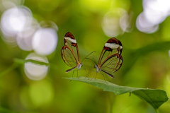 Vlinder Glasvleugelvlinder Greta oto IMG_3653aa