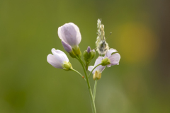 Vlinder Oranjetipje IMG_4029