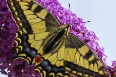 Vlinder Koninginnenpage Papilio Machaon IMG_4171