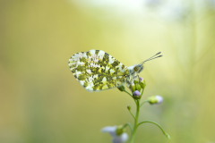 Vlinder Oranjetipje IMG_4185