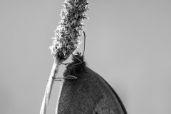 IMG_4707-Verbeterd-NR-kopie