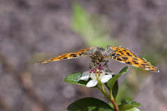 Vlinder Landkaartje Araschnia levana IMG_6343