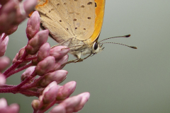 Vlinder Kleine vuurvlinder Lycaena phlaeas IMG_8145