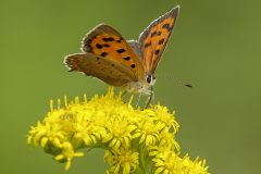 Vlinder Kleine vuurvlinder Lycaena phlaeas IMG_8156
