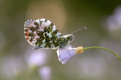 IMG_9622-Verbeterd-NR-kopie