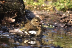 IMG_1690-Verbeterd-NR-kopie