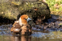 IMG_1795-Verbeterd-NR-kopie