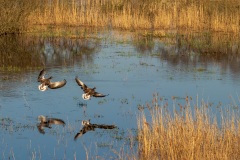 IMG_2628-Verbeterd-NR-kopie