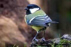 IMG_4245-Verbeterd-NR-kopie