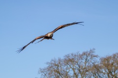 IMG_7732-Verbeterd-NR-kopie